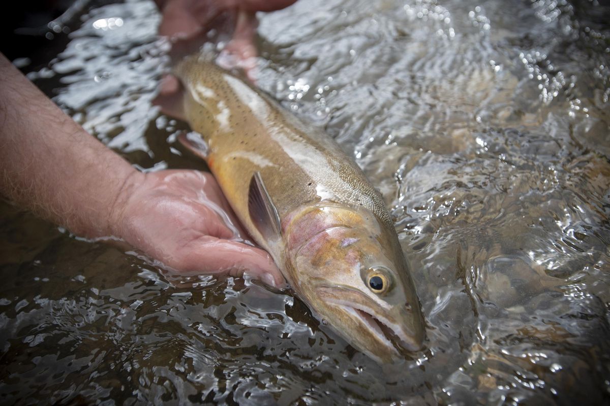 Patrick Kennedy releases a cutthroat trout accidentally scooped up with a group of rainbows while electrofishing Thursday on the South Fork of the Snake River. The aim of the project is to reduce rainbow trout numbers in the South Fork in an effort to help increase the native cutthroat population. (BRADLY J. BONER / NEWS&GUIDE / BRADLY J. BONER)