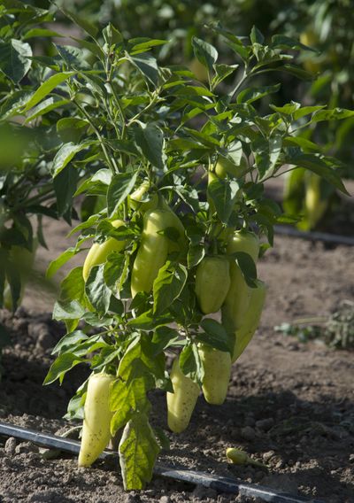 Hot peppers of several varieties hang heavy on the plants Tuesday, Sept. 8, 2015, in the fields at Eleven Acres farm at Green Bluff. (Jesse Tinsley / The Spokesman-Review)