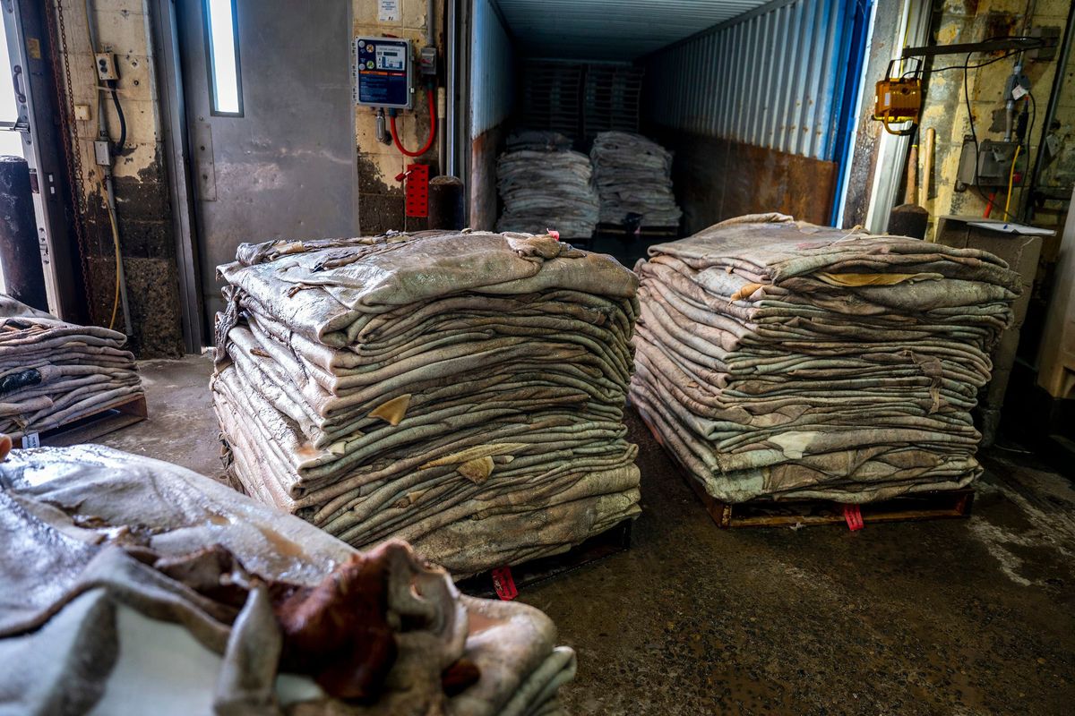 Dairy cow hides are stacked and ready to be moved for drying and storage following rendering at the Cargill meat packing plant in Wyalusing, Pennsylvania, on Thursday, Apr. 25, 2024. Official MLB baseballs are stitched together in Turrialba, Costa Rica after the leather is processed in Tullahoma, Tennessee. But most of the cow hide comes from butchered dairy cows at the Cargill meat packing plant in Bradford County.    (Tom Gralish/The Philadelphia Inquirer/TNS)