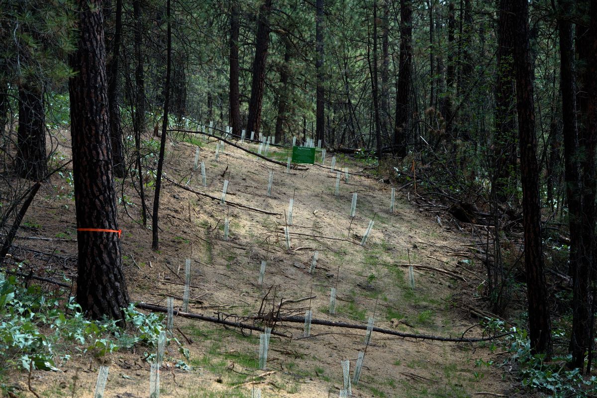 The area where a contractor illegally bulldozed a road into the South Hill bluff area in April is seen on Friday, June 9, 2017, after the firm Land Expressions completed planting trees in Spokane, Wash. 

Tyler Tjomsland/THE SPOKESMAN-REVIEW (Tyler Tjomsland / The Spokesman-Review)
