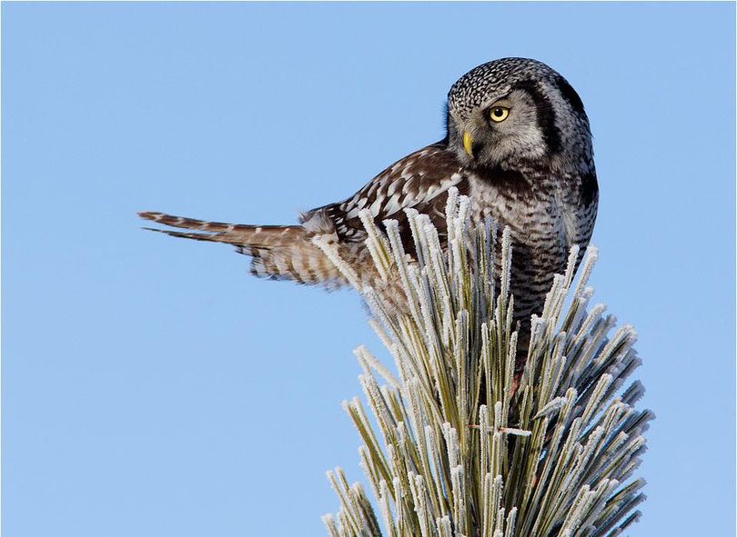 Northern hawk owl. (Tom Munson)