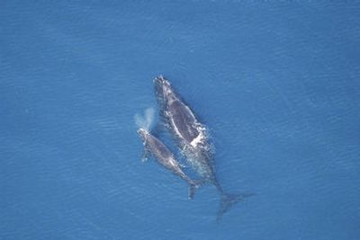 
In this photo released by the National Oceanic Atmospheric Association, a right whale with calf swims off the coast of Florida in February 2005. 
 (Associated Press / The Spokesman-Review)