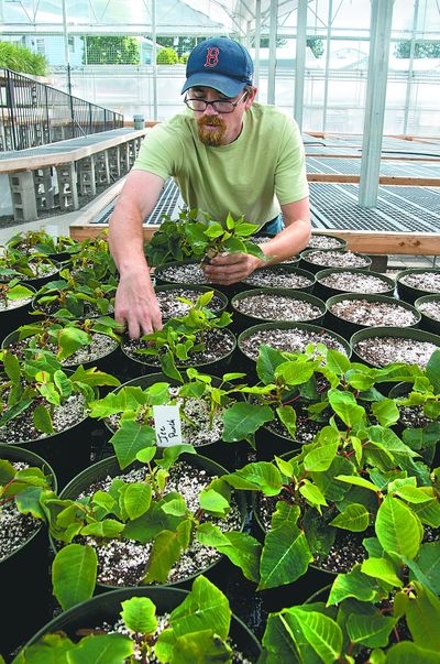 Liberty Park Florist greenhouse manager Damien Fitzpatrick plants some of the store’s 3,600 poinsettias Wednesday. They’ll be ready for sale by the Christmas season. (Dan Pelle)