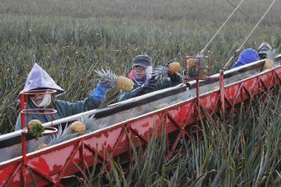 
Field workers sort pineapples on to a conveyor belt in a Del Monte pineapple field on Thursday in Kunia, on the island of Oahu in Hawaii. Del Monte plans to close their pineapple operations in Hawaii in 2008, and more than 700 Del Monte workers will lose their jobs.
 (Associated Press photos / The Spokesman-Review)