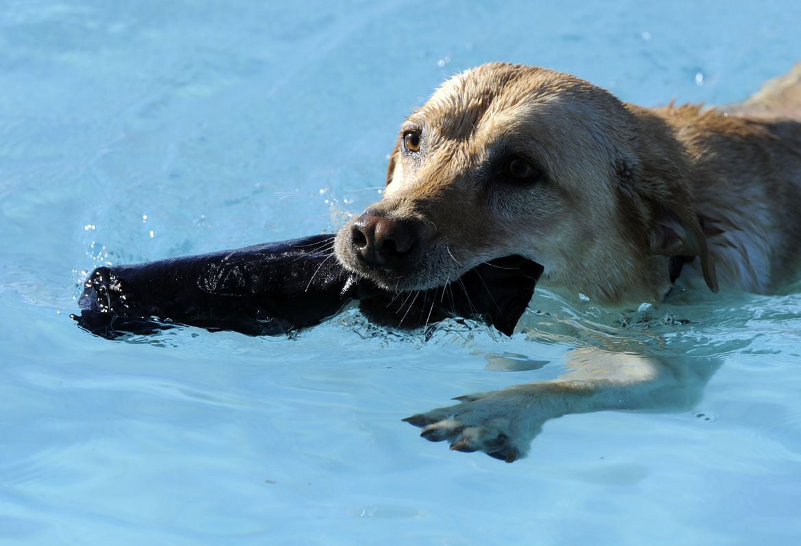 pawsinthepool