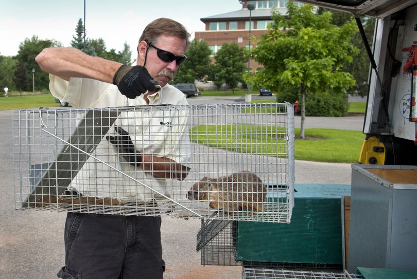 Curt Buyser of Critter Control removes a captured yellow-bellied marmot near the Gonzaga University baseball field earlier this month. (Dan Pelle)