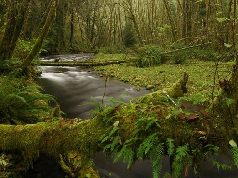 Rock Creek in the Cabinet Mountains Wilderness is vulnerable to proposed mining. (U.S. Forest Service)