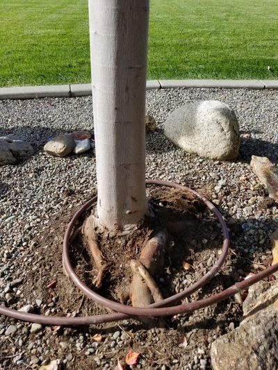 This Blaze maple was planted too deeply and with a severe case of encircling roots that were wrapping around the base of the tree. To avoid this, find the point where the roots flare out into the root ball and cut out any roots that are circling the trunk before you plant the tree. Plant the tree so the flare is at the soil surface. (Francie Skeen / Courtesy photo)