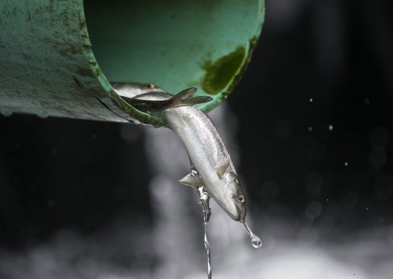 Hatchery fish are being released early in hopes they’ll survive. (Associated Press)