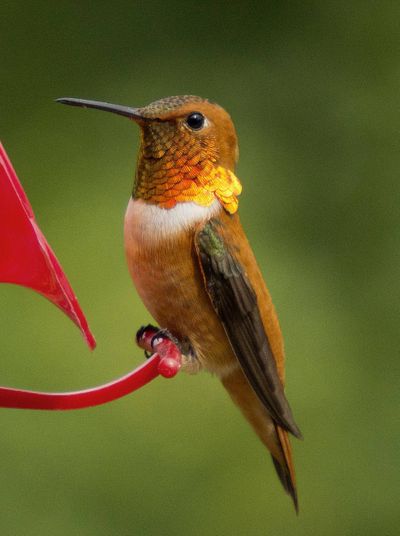 Local hangout: There have been a variety of hummingbirds sighted by readers on the South Hill, including this male Rufous. (Cortney Litwin photo)