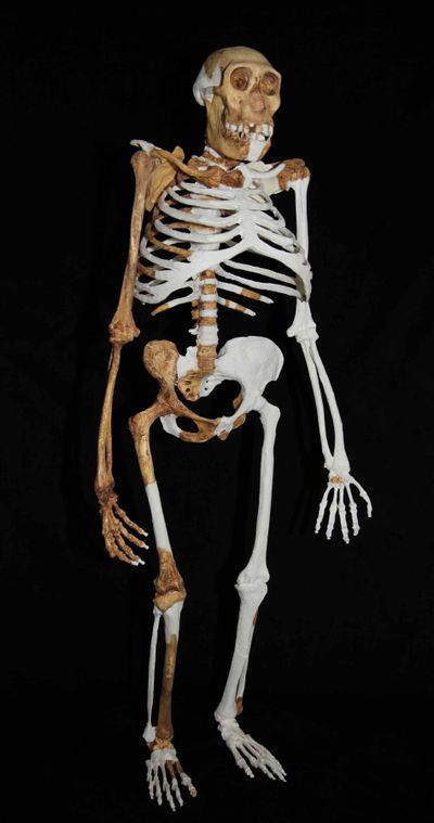 A composite reconstruction of the skeleton of Australopithecus sediba is shown. (Associated Press)