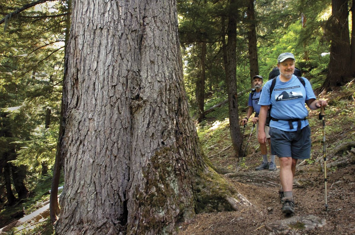 Jim Mellen, background, and Phil Hough hike through old-growth timber of spruce and hemlock in 2006. The two were hiking to the Scotchman Peaks area on a two-day hiking tour.   (File / The Spokesman-Review)