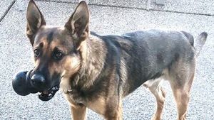Man charged with injuring K9 arrested again after Stevens County car chase