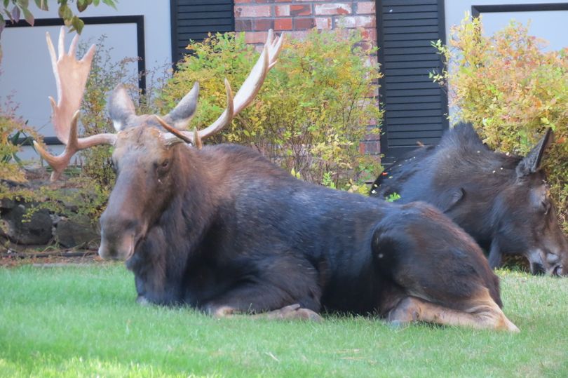 A bull and cow moose hang out in a North Spokane neighborhood on Oct. 21, 2013, before Washington Fish and Wildlife officers tranquilized them and moved them out of the Indian Trail neighborhood for public safety.  (Bryan Olesen)