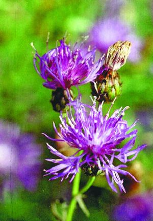 
 Knapweed has no natural enemies to keep it in check.  
 (File/ / The Spokesman-Review)