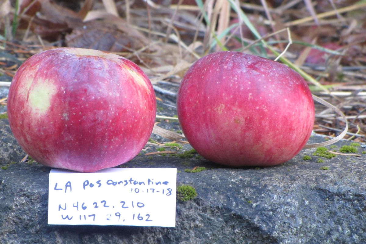 When Dave Benscoter of the Lost Apple Project finds an apple he wants to identify, he collects samples and photographs them with basic identifying information and the latitude and longitude of the tree’s location. (Pat Munts / The Spokesman-Review)