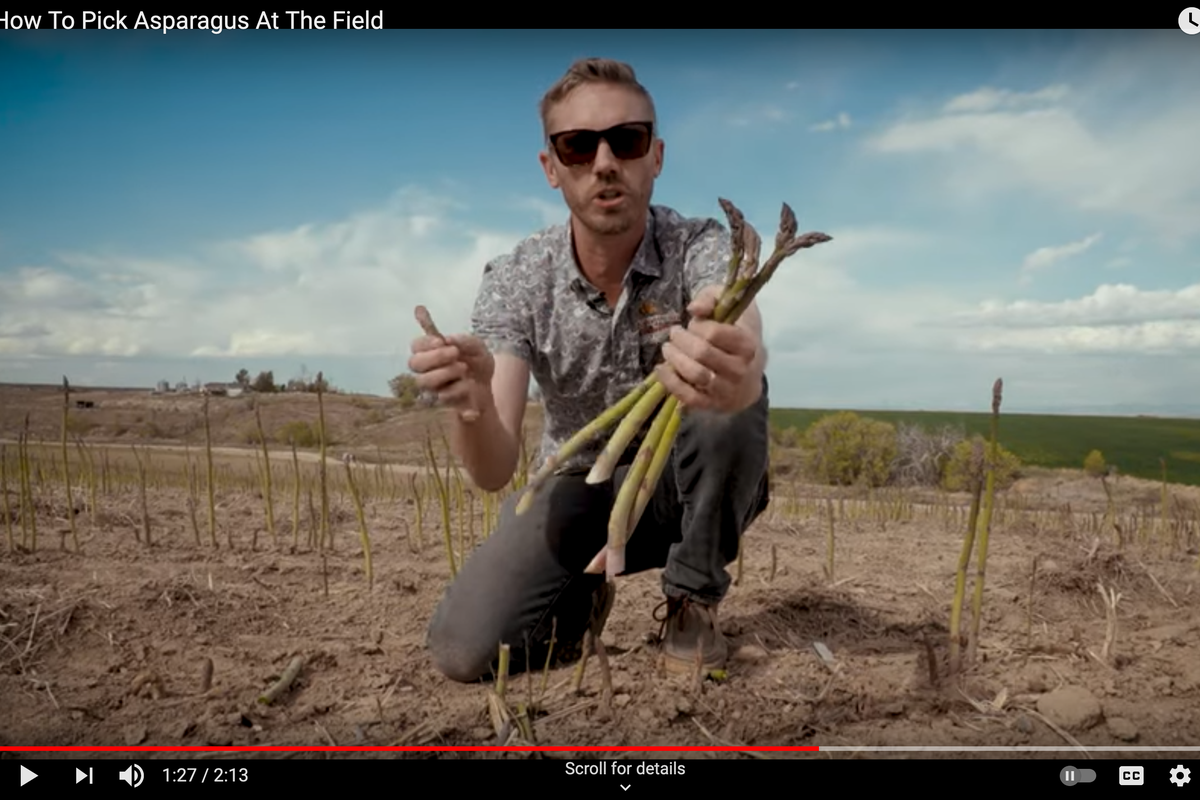 In a video posted on YouTube, Owyhee Produce CEO Shay Myers demonstrates how to harvest asparagus. Myers invited people to take the vegetables from his field for free April 24 after visas for the migrant farm workers he was counting on to harvest the crop were delayed.  (Screenshot from YouTube)