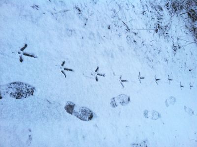 Following wild turkey tracks. (Tina Wynecoop)