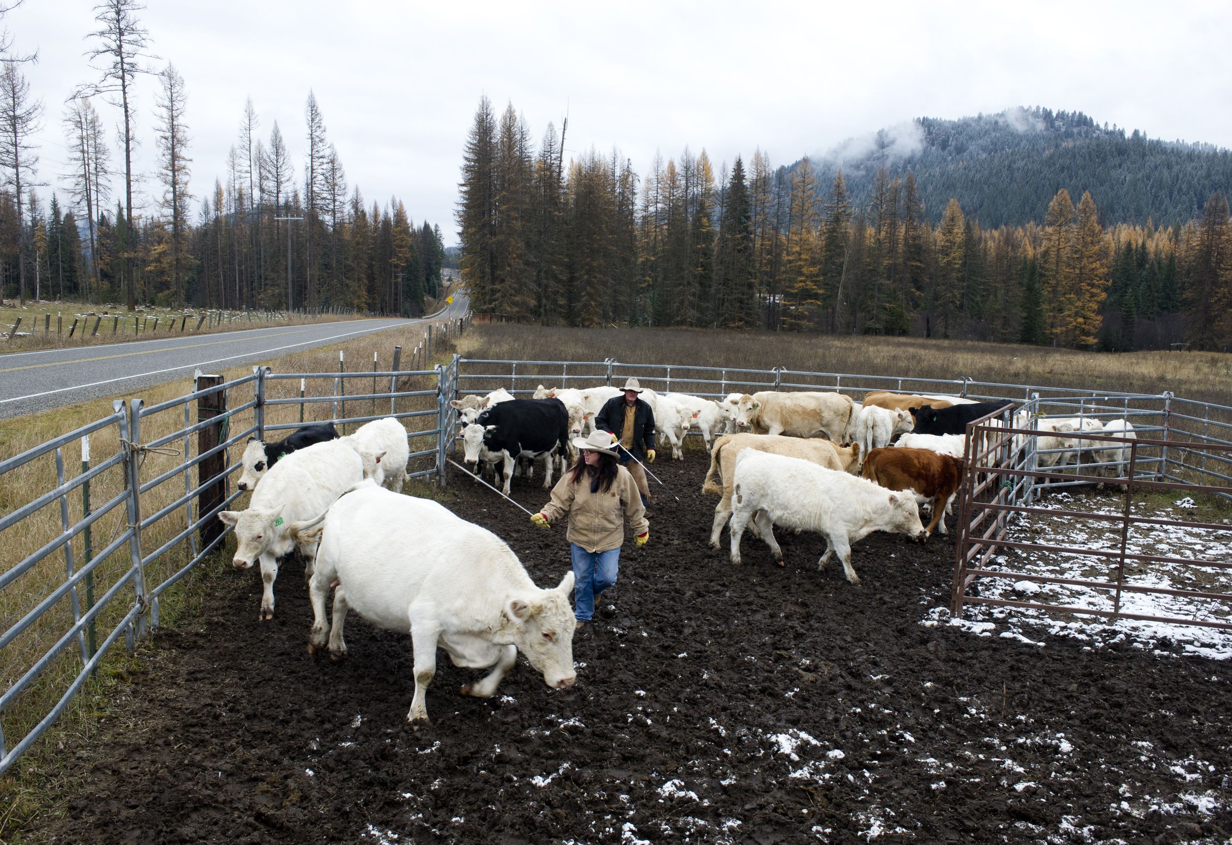 Cattle ranchers track wolves with GPS, computers The SpokesmanReview