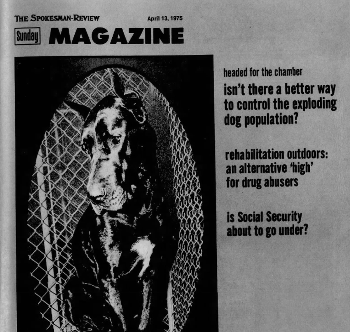 In the aftermath of the Spokane City Council voting to sell its stray dogs to Washington State University for veterinary research The Spokesman-Review’s Sunday Magazine on April 13, 1975 asked the question: “How Should We Control Our Exploding Dog Population?” (Spokesman-Review archives)