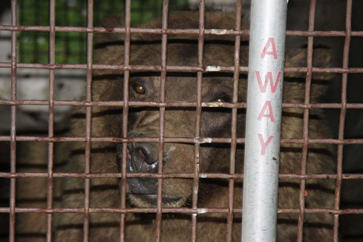 This image provided on Friday July 30, 2010, by the Montana Fish, Wildlife and Parks Department shows a captured grizzly sow believed to be responsible for the mauling death of one camper and injuries to two others near Yellowstone National Park in Montana. (Montana Fish, Wildlife And Parks)