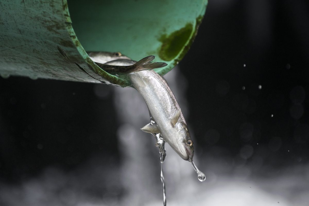 Hatchery fish are being released early in hopes they’ll survive. (Associated Press)