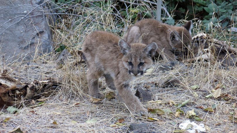 Emaciated cougar kittens hang out by the remains their road-killed mom. (Dan Hansen)