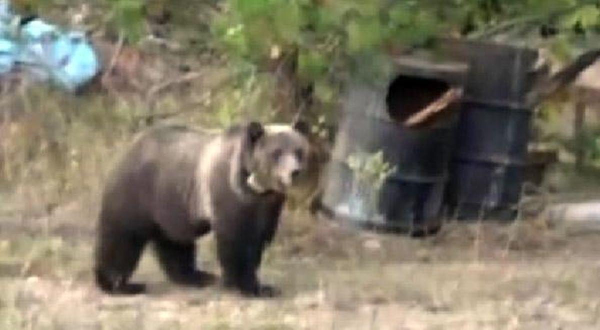 In this photo taken from video, a collared grizzly bear shows up in a rural yard in the Coeur d’Alene River area north of Enaville.
