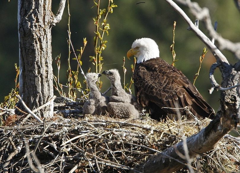 This bald eagle family was photographed at Lake Coeur d'Alene on May 4, 2013. (Larry Krumpelman )