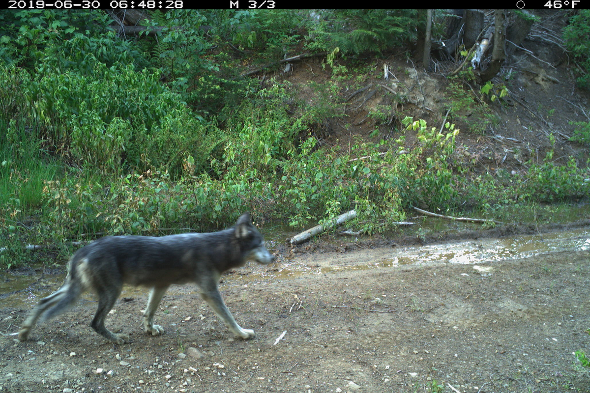 A gray wolf walking down a dirt road was photographed by a motion-triggered trail camera on June 30, 2019. The Idaho Department of Fish and Game uses trail camera photos like this one to estimate the state wolf population.  (Courtesy IDFG)