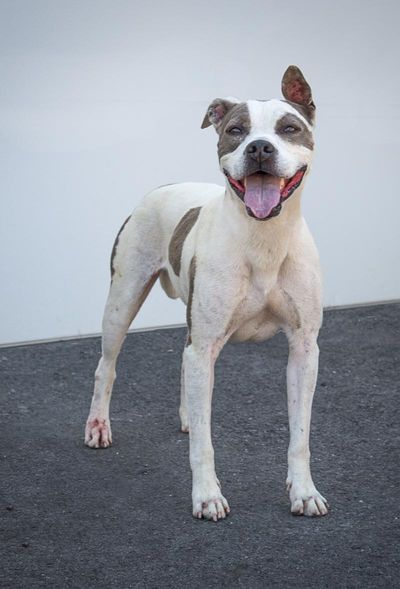 Molly, a pit bull terrier, is available for adoption at SCRAPS. (Karen Fosberg / Karen Fosberg)