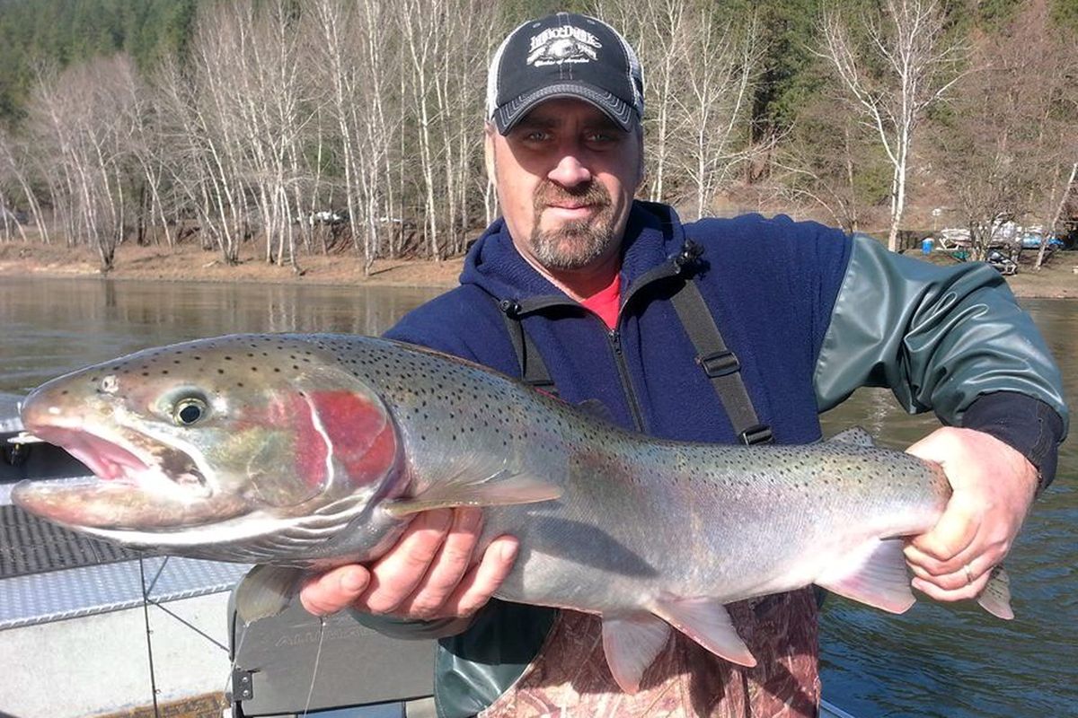 Clearwater River steelhead fishing guide Jim McCarthy of Orofino holds one of many steelhead his boat produced in the second week of February, 2015. (Dan Barth)