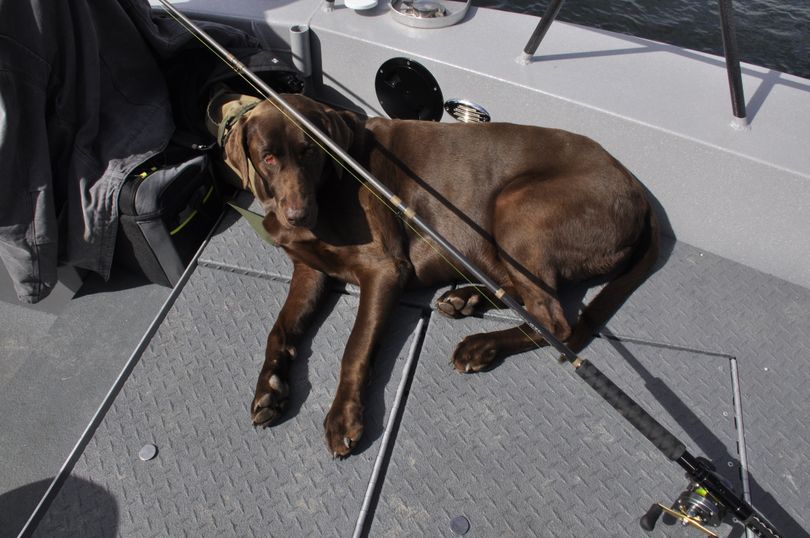 A chocolate Lab enjoys the boat for a day of  salmon fishing on the Columbia River. (Rich Landers)