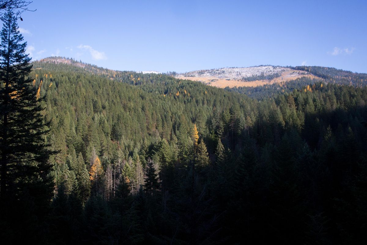 Larches and some snow were visible on Oct. 26, 2019 along the 8.5 mile Liberty Lake Loop trail. (Eli Francovich / The Spokesman-Review)