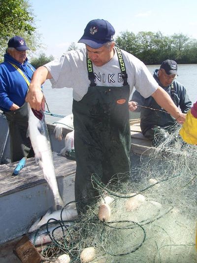 In this photo provided by Lummi Natural Resources, Lummi tribal member Randy Kinley harvests a fish during the 2007 First Salmon Ceremony at Lummi Island, Wash. (Associated Press)