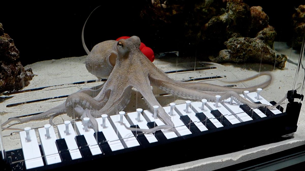 Takoyaki, an octopus, played piano keys with its eight arms. 