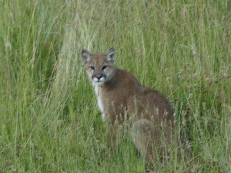 Residents in the 22000 block of East Morris Road snapped this photo of a cougar in their backyard  around 7 a.m. on July 11 and emailed the photo to the Spokane County Sheriff's Department. (courtesy)