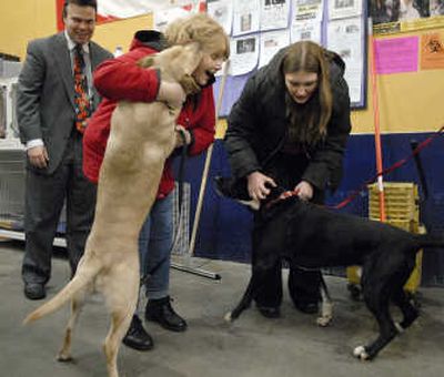 
Patty Schoendorf, left, welcomes her dog Kenny while Emily Kaeding greets  Tai on Friday at SpokAnimal. The dogs were impounded in August, but a judge ordered their release. Schoendorf's attorney, Richard Lee, watches at far left. 
 (Dan Pelle / The Spokesman-Review)