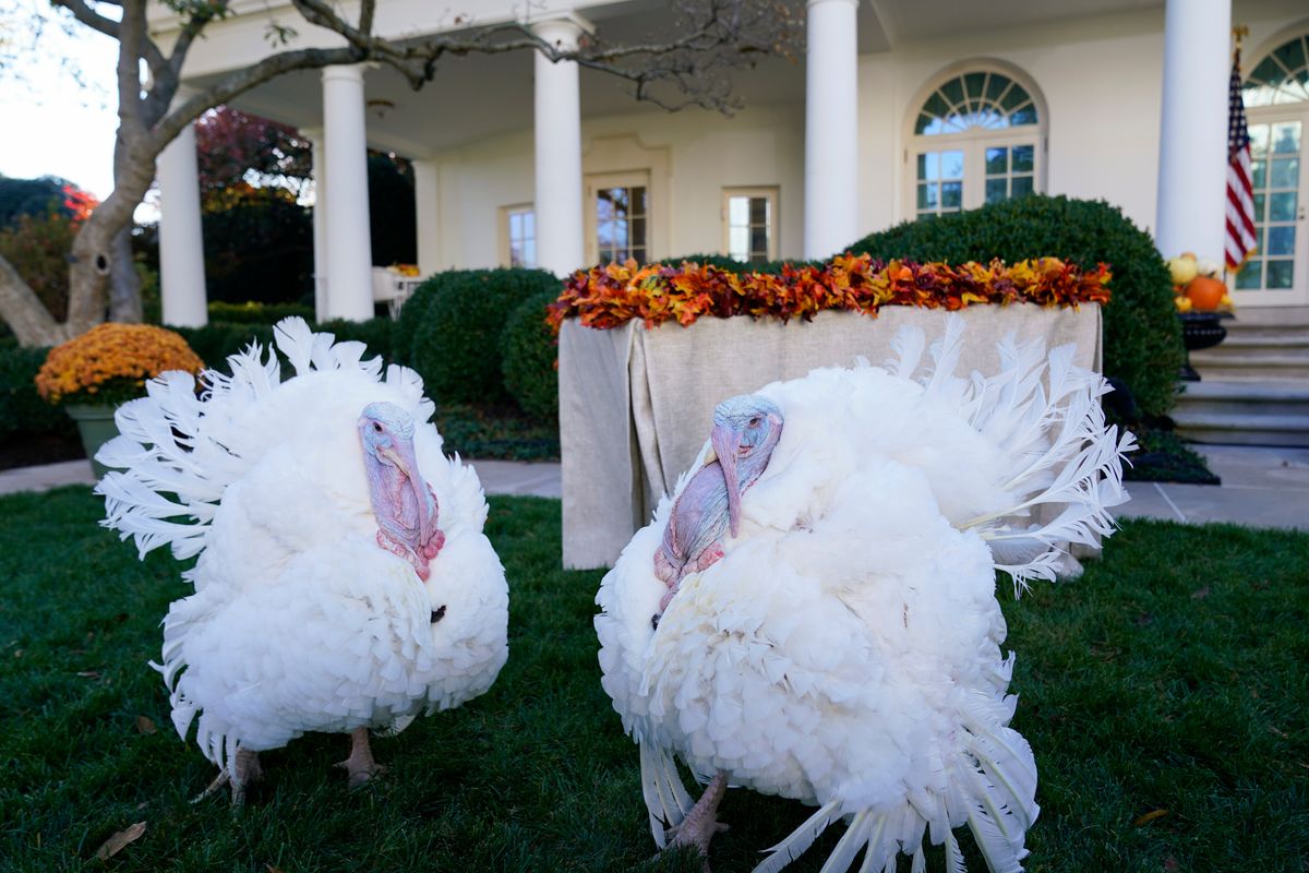 The two national Thanksgiving turkeys, Peanut Butter and Jelly, are photographed in the Rose Garden of the White House before a pardon ceremony in Washington, Friday, Nov. 19, 2021.  (Susan Walsh)