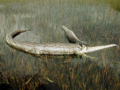 
This photo provided by Everglades National Park shows the carcass of a 6-foot American alligator protruding from the mid-section of a 13-foot Burmese python. 
 (Associated Press / The Spokesman-Review)