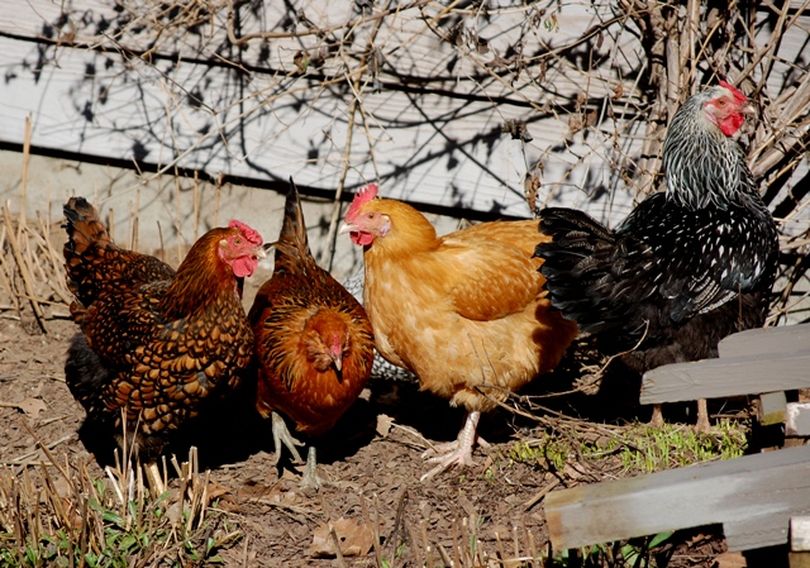 What Breed is our Green Legged White Chicken  BackYard Chickens - Learn  How to Raise Chickens