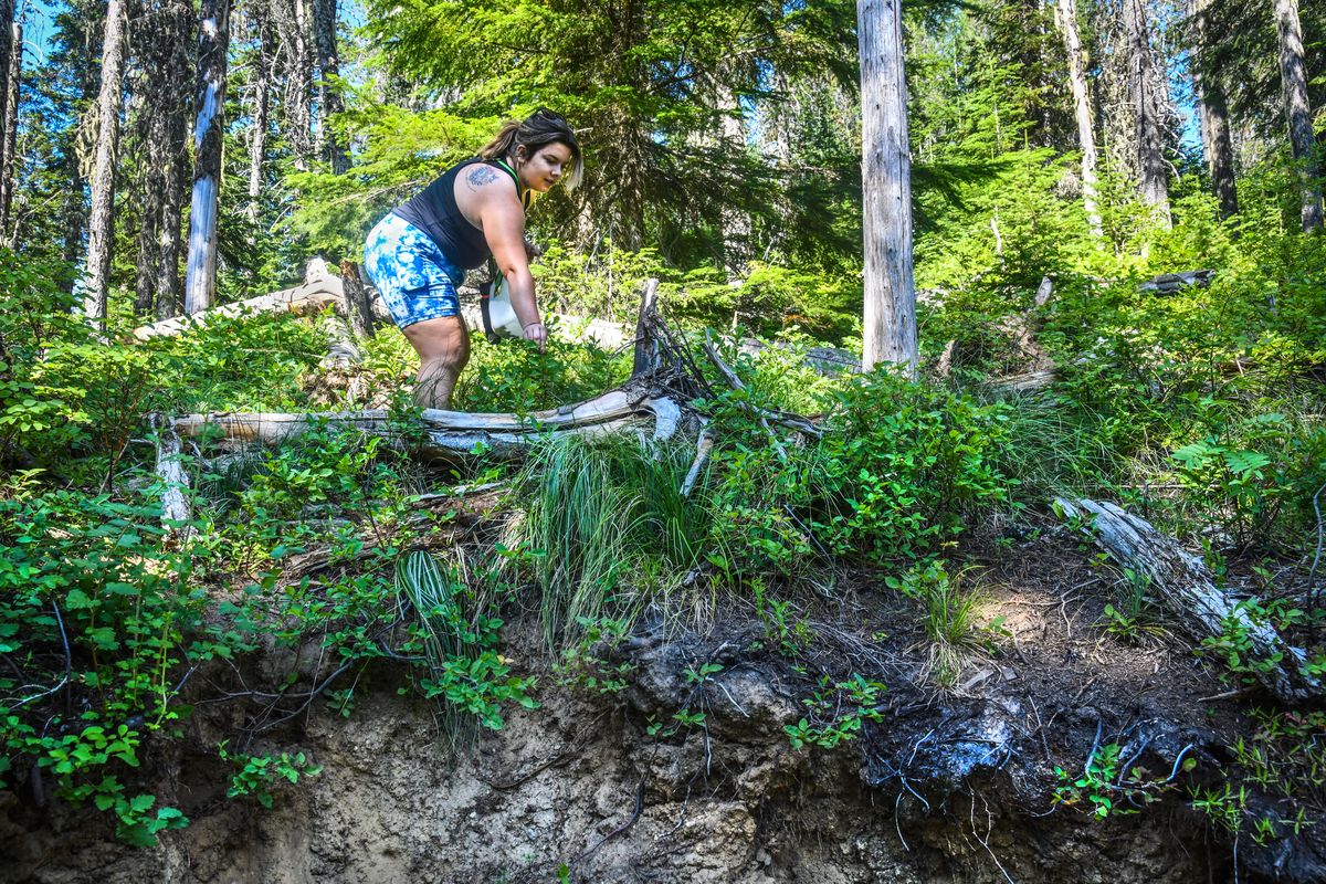 Abby Nurvic found a few huckleberries to pick after climbing a 6-foot rise while visiting Mount Spokane State Park on Thursday.  (Dan Pelle/THE SPOKESMAN-REVIEW)