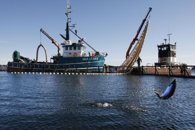 A salmon jumps in a saltwater farm pen near Eastport. (Robert Bukaty / The Spokesman-Review)