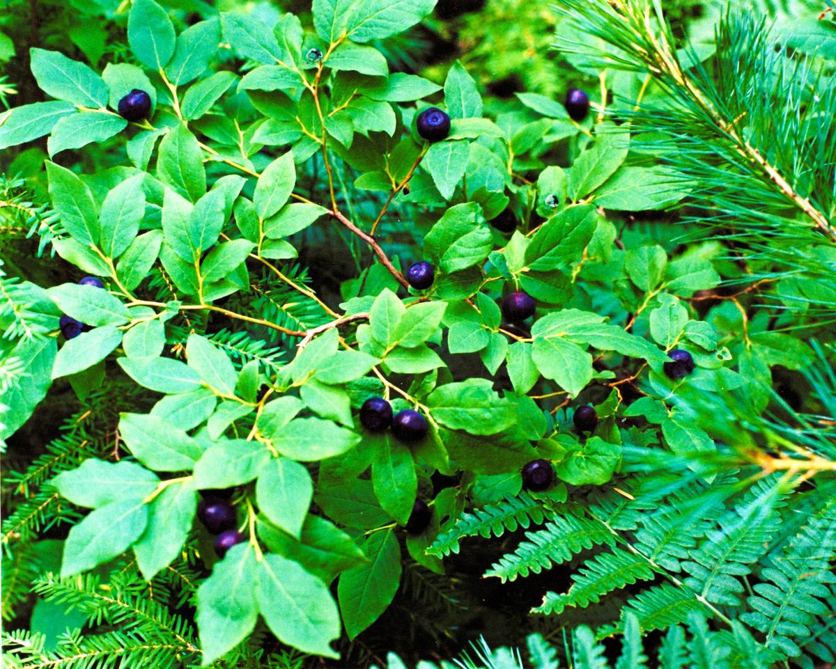 A huckleberry patch flush with fresh berries.  (Stan Simonik/For The Spokesman-Review)