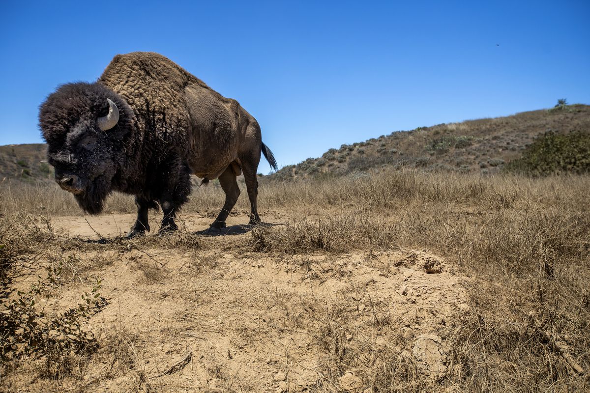 A bison stands on dry brush and dirt on Catalina Island on July 27, 2022, in Avalon, California.    (Francine Orr/Los Angeles Times/TNS)
