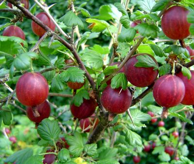 Gooseberries often turn from green to red as they ripen. (File)