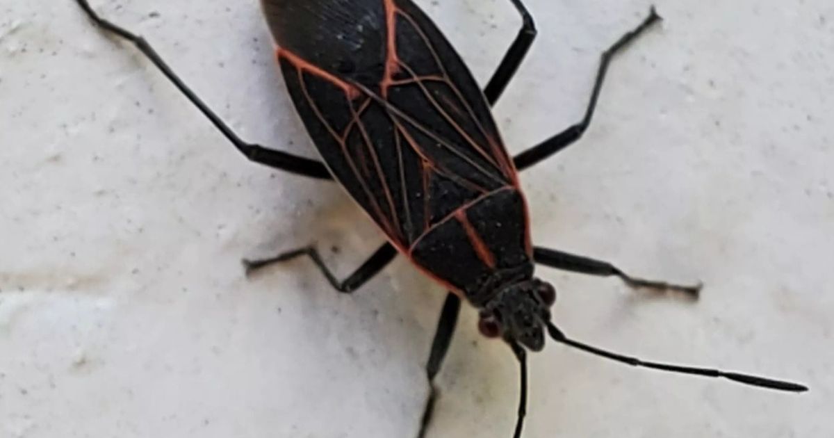 Gardening: While box elder bugs may be a nuisance, they aren’t a serious pest of trees or plants