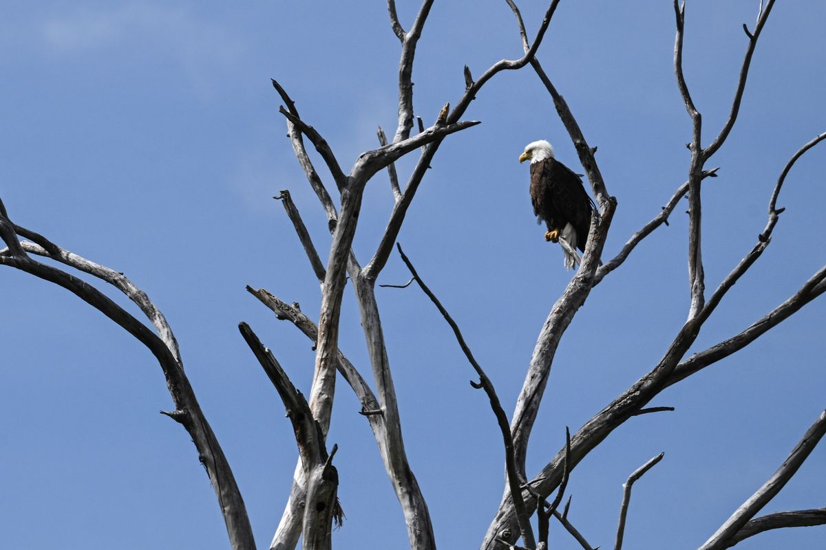 A bald eagle gazes across the Waikiki Springs Nature Preserve on Wednesday along the Little Spokane River. The area is planned for floodplain restoration projects, including removing legacy fill and planting to restore wetlands.  (Jesse Tinsley/THE SPOKESMAN-REVIEW)