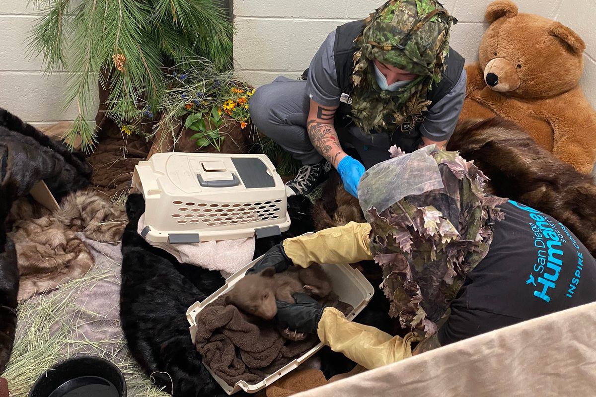 Staff at the San Diego Humane Society’s Ramona Wildlife Center look after the cub after he was rescued. Initially, staff wore camouflage as they did not yet have bear masks and costumes. MUST CREDIT: San Diego Humane Society