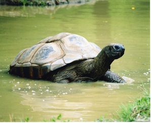 Undated 2009 photo from the Cleveland Metroparks Zoo shows an Aldabra tortoise that had been named "Mary," in water at the zoo. The zoo recently discovered that the tortoise, thought to be female for more than 50 years, was in fact male. (Cleveland Metroparks Zoo)